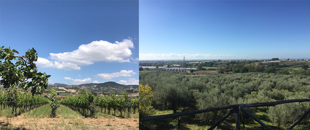 Vineyards and olive plants, which showcases the gorgeous view between the Tyrrhenian sea and the mountains of the Parco Picentino