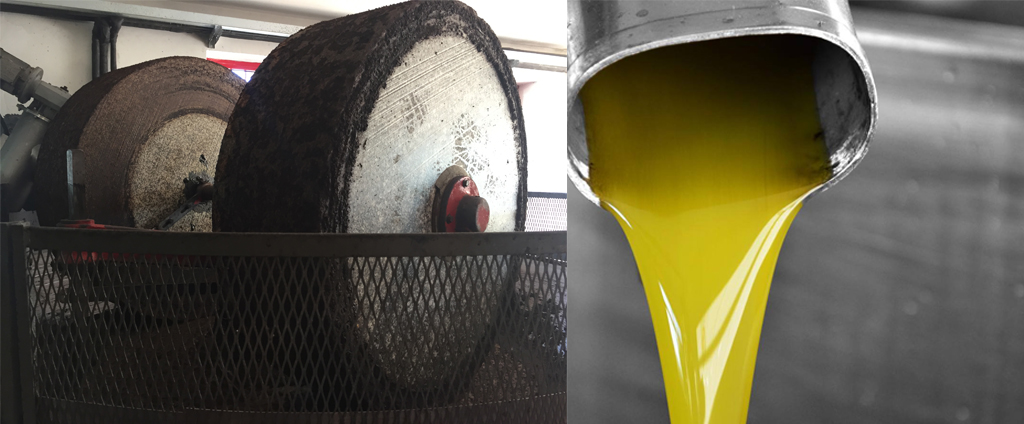 Olives are transformed within 12 hours from being picked.